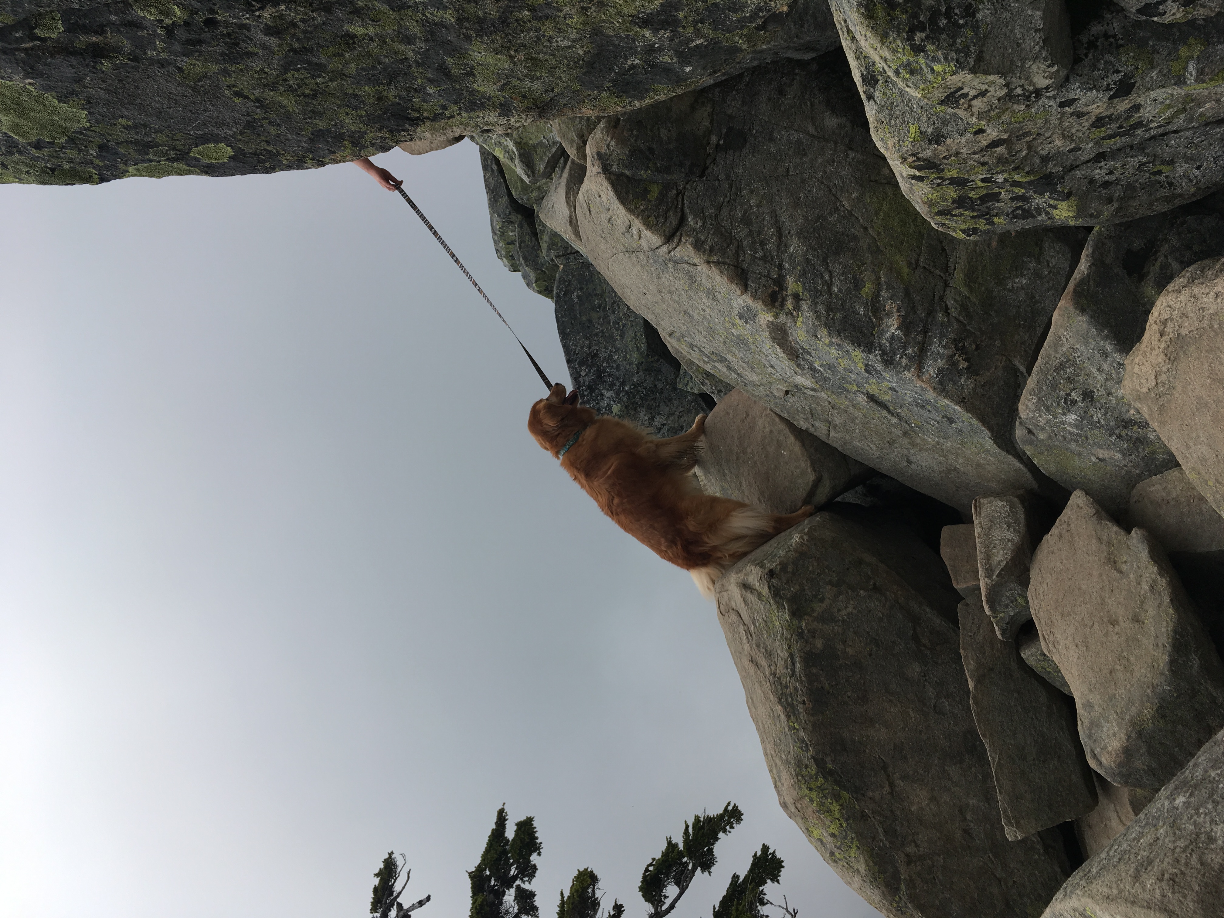 DogClimbing